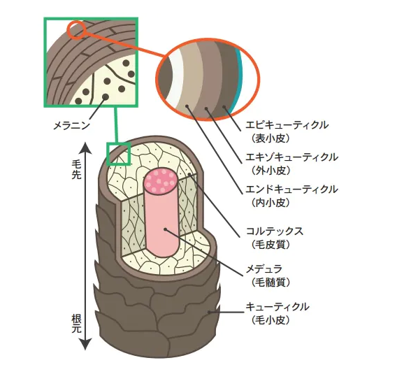 まつげにも「毛質」や「グルーとの相性」ってあるの？目に見えにくい毛質や構造を学ぼう